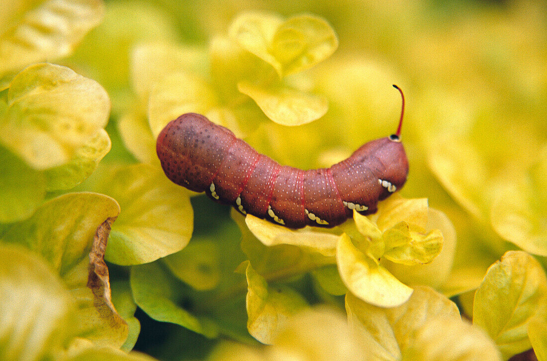 Horned caterpillar of Pandorus Sphinx (Eumorpha pandorus)