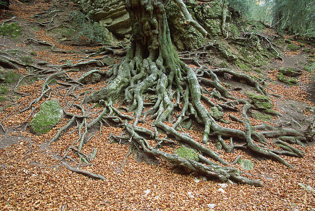 Beech tree roots. Fagus sylvatica.