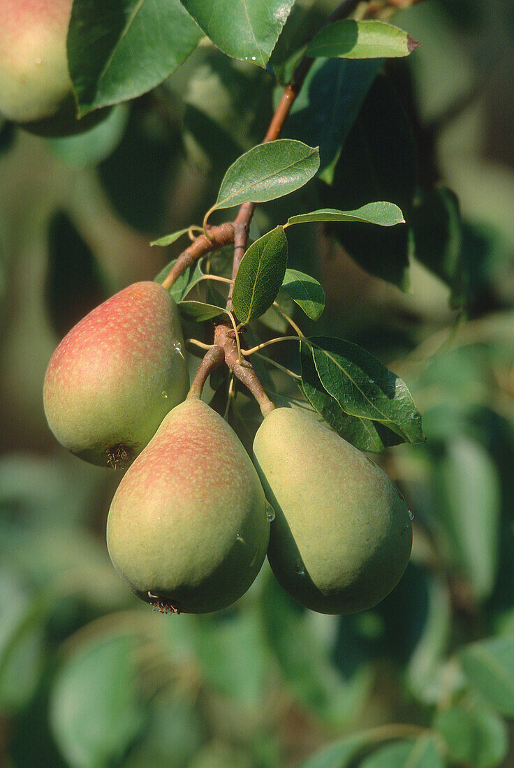 Pears on pear tree (Pyrus communis)