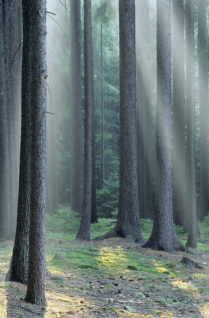 Forest in Southern Bohemia, Czech Republic