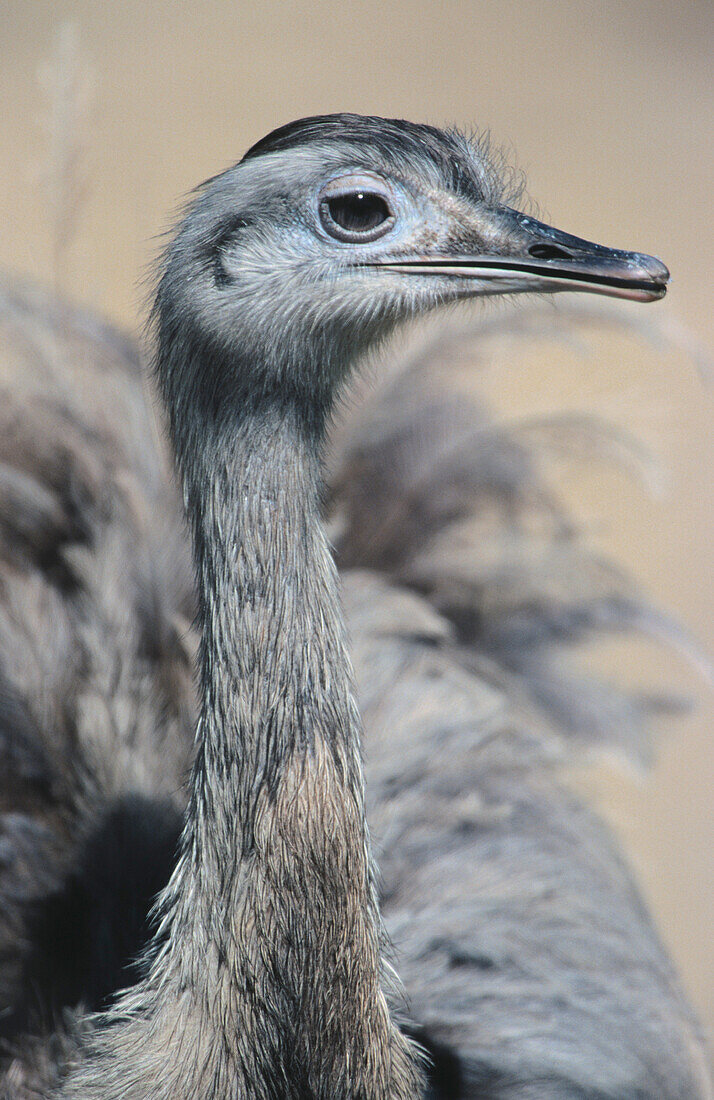 Greater Rhea (Rhea americana), captive