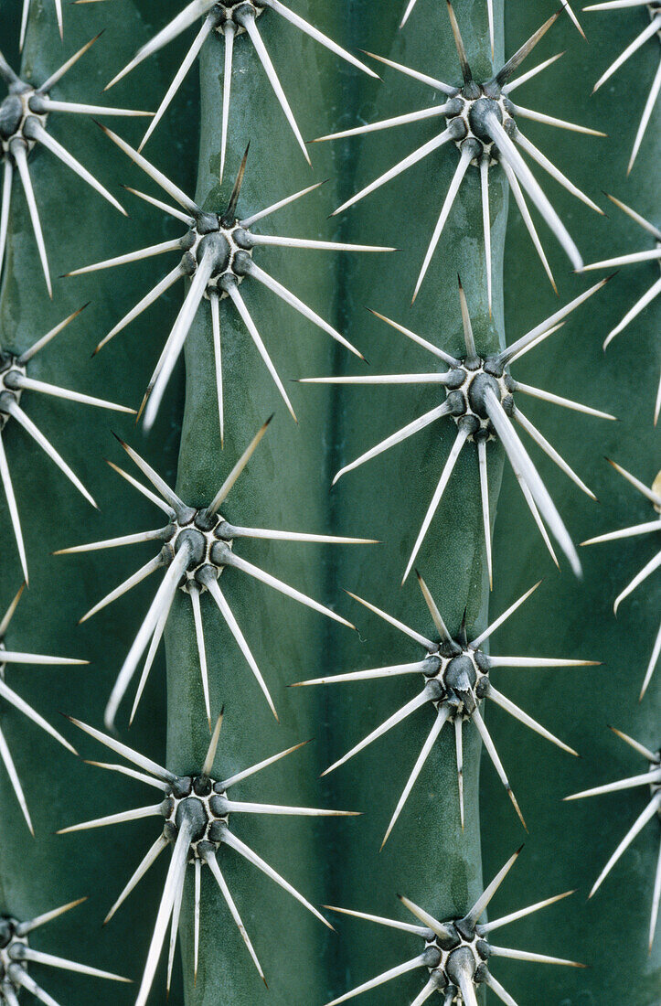 Cactus (Pachycereus weberi). Mexico