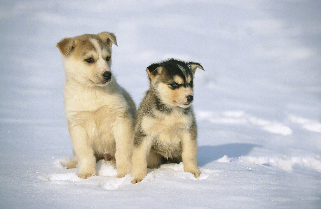 Siberian Husky puppies. Magdalen Islands. Canada