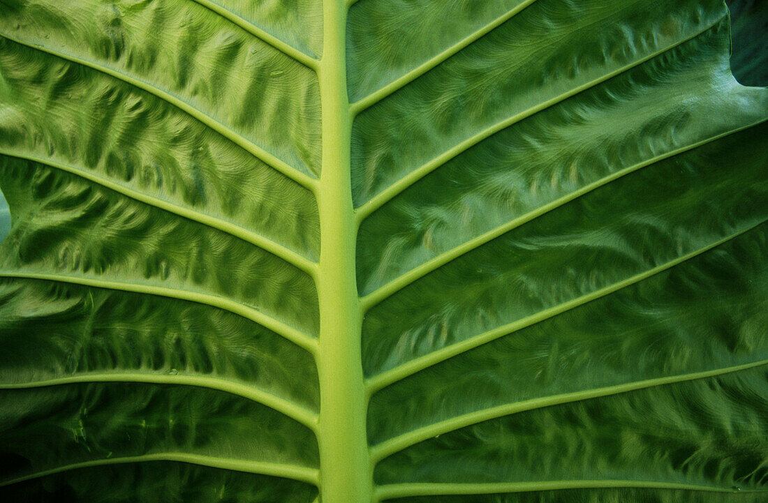 Taro leaf (Colocasia esculenta)