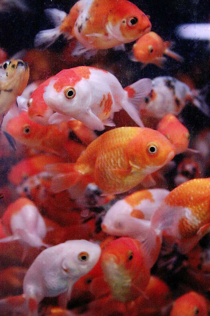 Kowloon P. Mong Kok Nr. Tung Choi St. Goldfish market in Hong Kong.