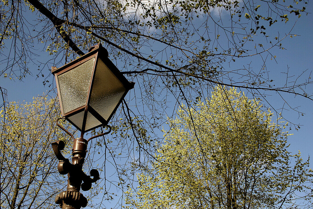 Streetlight with branches with fresh green in background.
