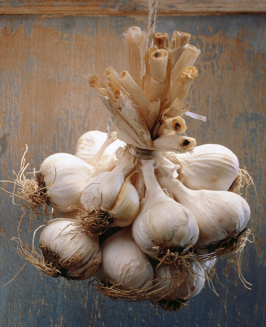 Bulb, Bulbs, Bunch, Bunches, Close up, Close-up, Closeup, Color, Colour, Flavoring, Flavouring, Food, Foodstuff, Garlic, Hang, Hanging, Healthy, Healthy food, Natural, Nourishment, Seasoning, Still life, Vertical, White, D37-172375, agefotostock