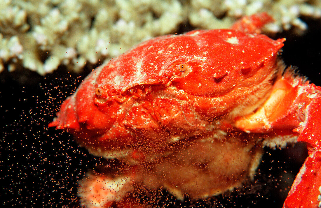 Red crab releasing eggs, Etisus splendidus, Sudan, Africa, Red Sea