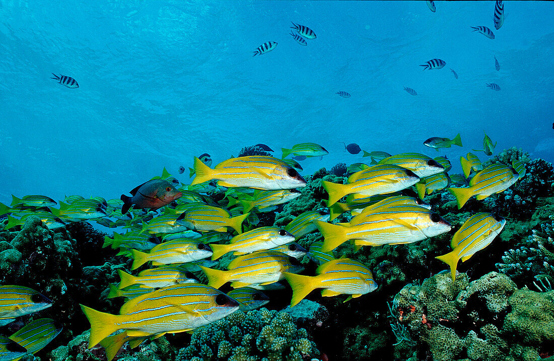 Blaustreifen-Schnapper, Lutjanus kasmira, Sudan, Afrika, Rotes Meer