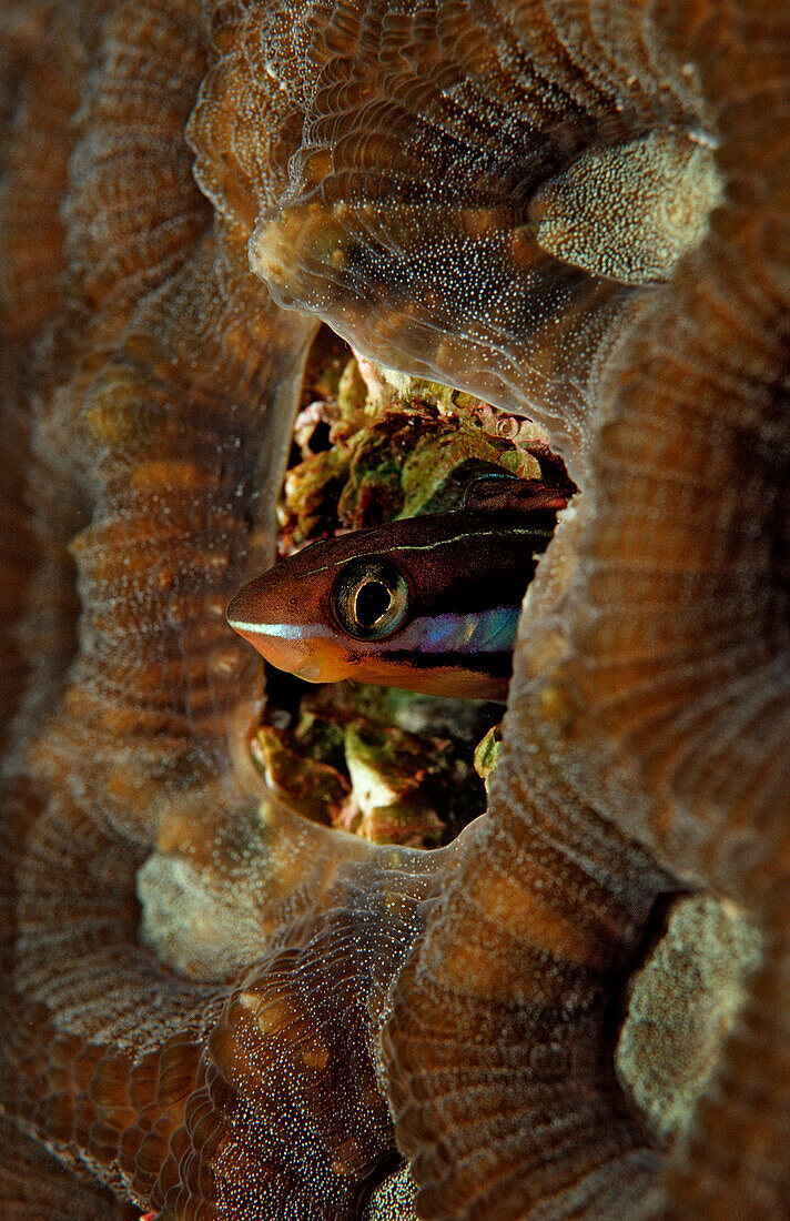 Blaustreifen-Saebelzahnschleimfisch, Plagiotremus rhinorhynchus, Sudan, Afrika, Rotes Meer