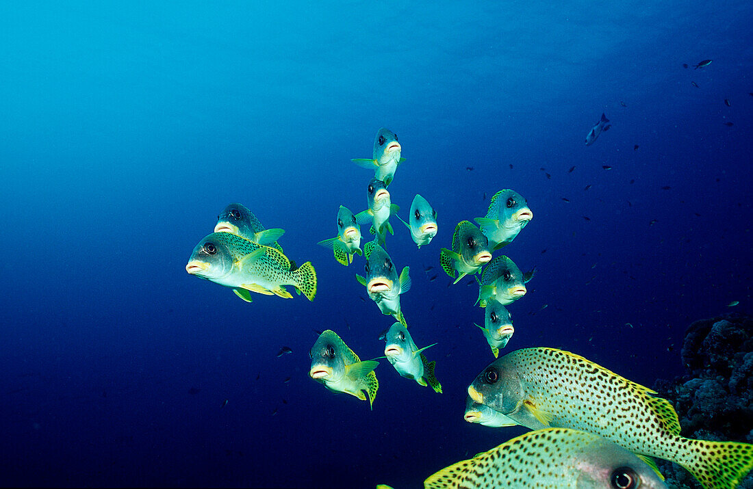 Blackspotted sweetlips, Plectorhinchus gaterinus, Sudan, Africa, Red Sea