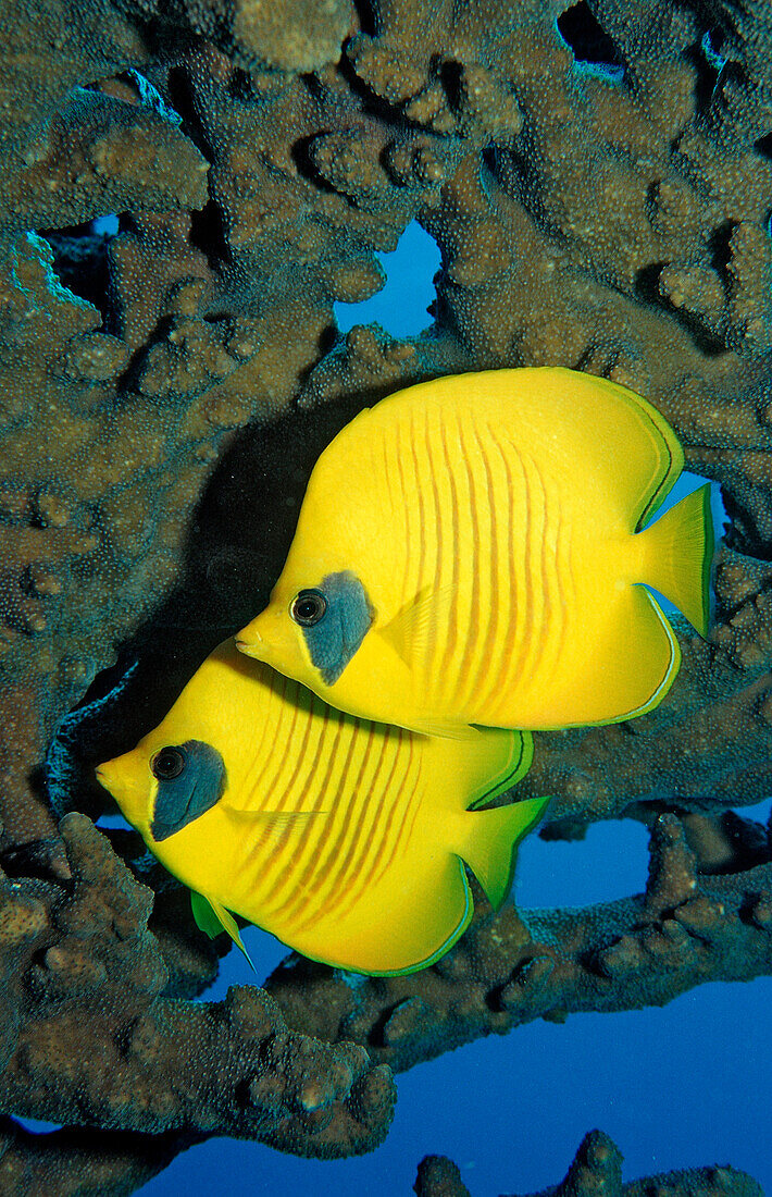 Zwei Maskenfalterfische, Mondsichel-Falterfisch, Chaetodon semilarvatus, Sudan, Afrika, Rotes Meer