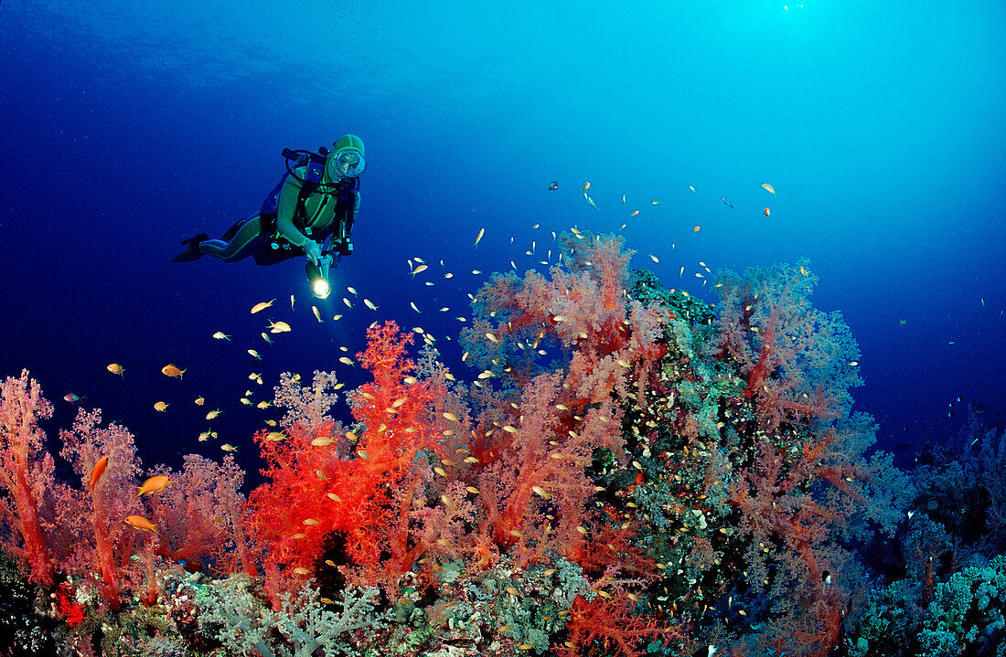 Scuba diver and Red soft corals, Acropora divaricata, Sudan, Africa, Red Sea