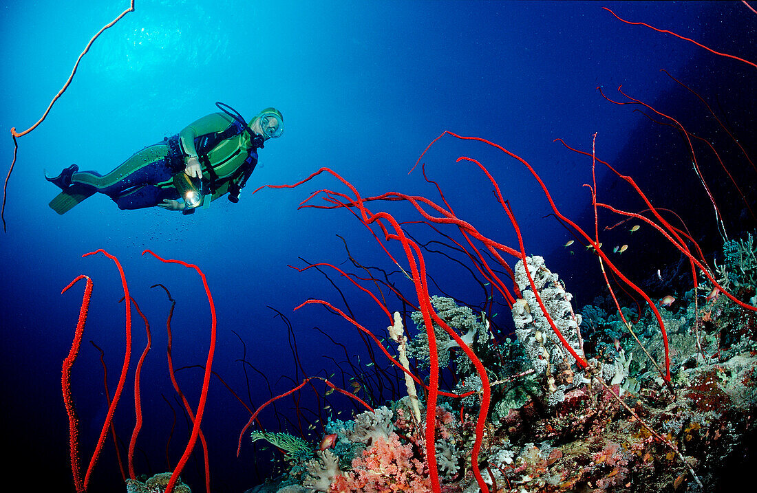 Scuba diver and Red whip corals, Juncella sp., Sudan, Africa, Red Sea