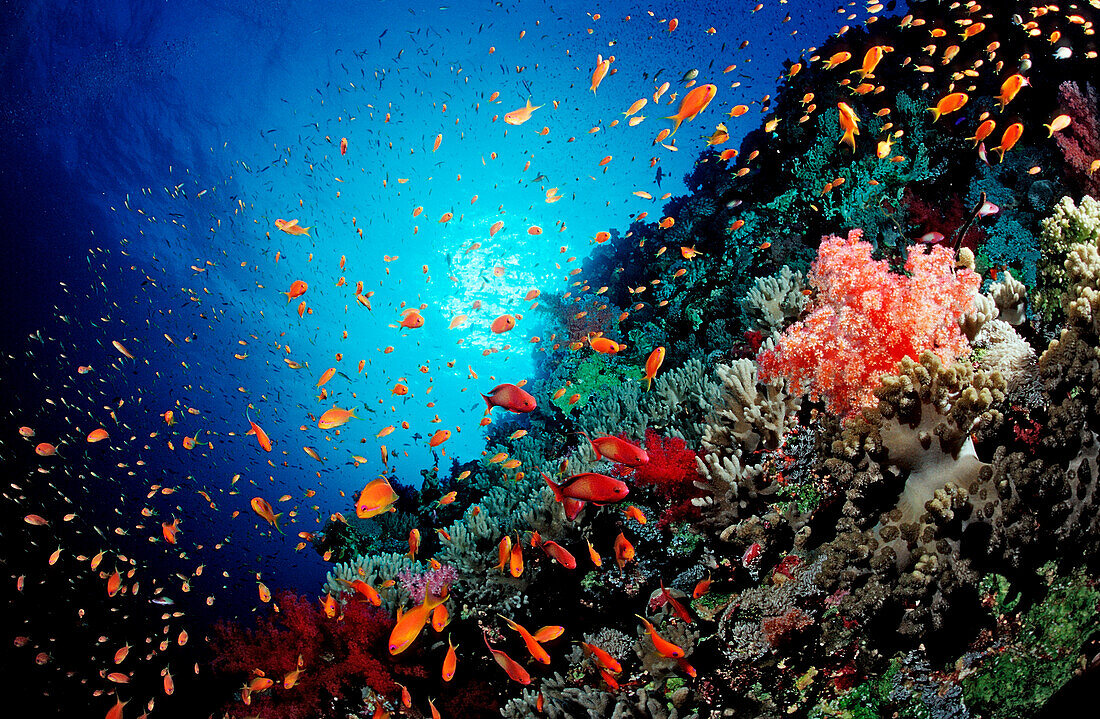 Haremsfahnenbarsche und Korallenriff, Pseudanthias squamipinnis, AEgyptn, Rotes Meer, St. John´s Reef