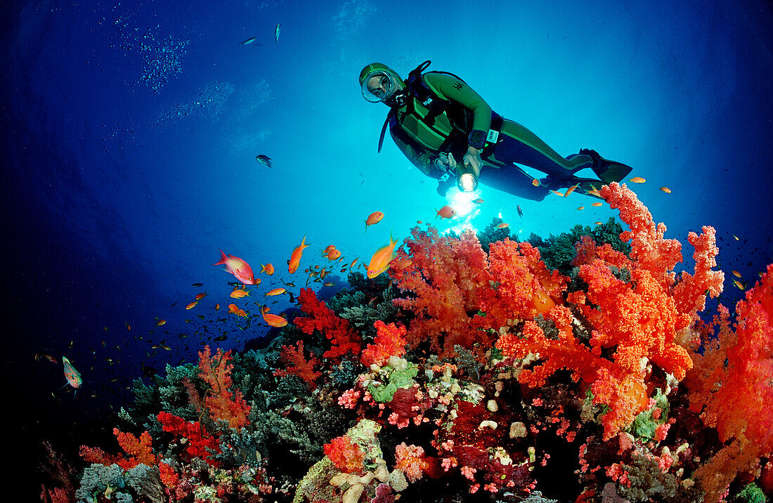 Taucher und Rote Weichkorallen, Acropora divaricata, Sudan, Afrika, Rotes Meer