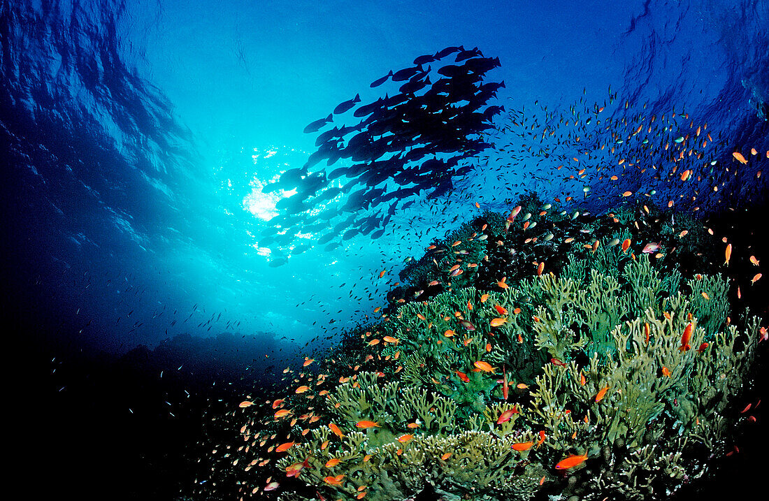 Coral reef,  Sudan, Africa, Red Sea
