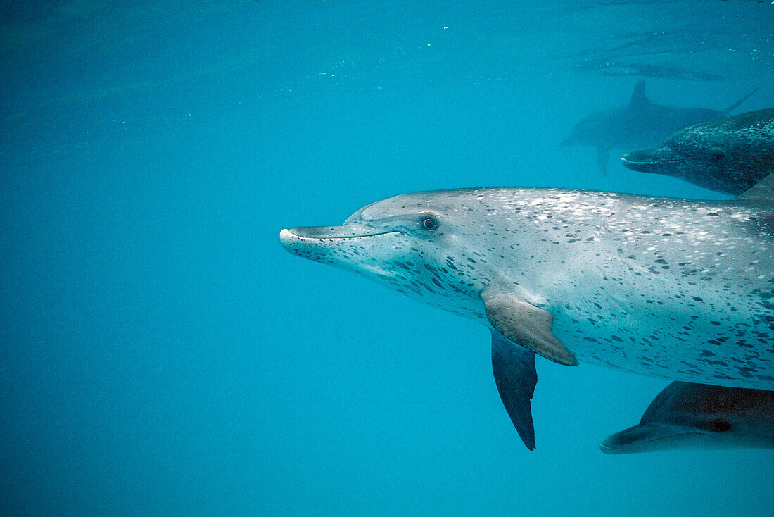 Atlantischer Fleckendelfin, Zuegeldelfin, Stenella frontalis, USA, FL, Florida, Atlantischer Ozean