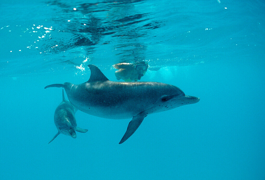 Atlantic spotted dolphin, Stenella frontalis, Bahamas, Atlantic Ocean