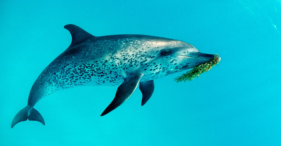 Atlantic spotted dolphin, Stenella frontalis, Bahamas, Atlantic Ocean