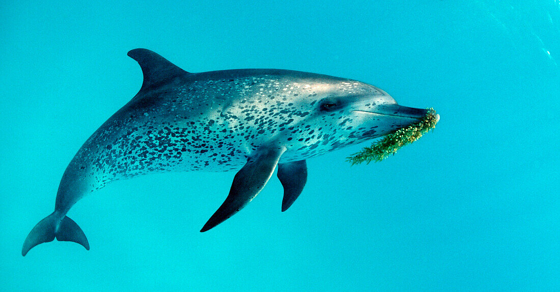 Atlantischer Fleckendelfin, Zuegeldelfin, Stenella frontalis, Bahamas, Atlantischer Ozean