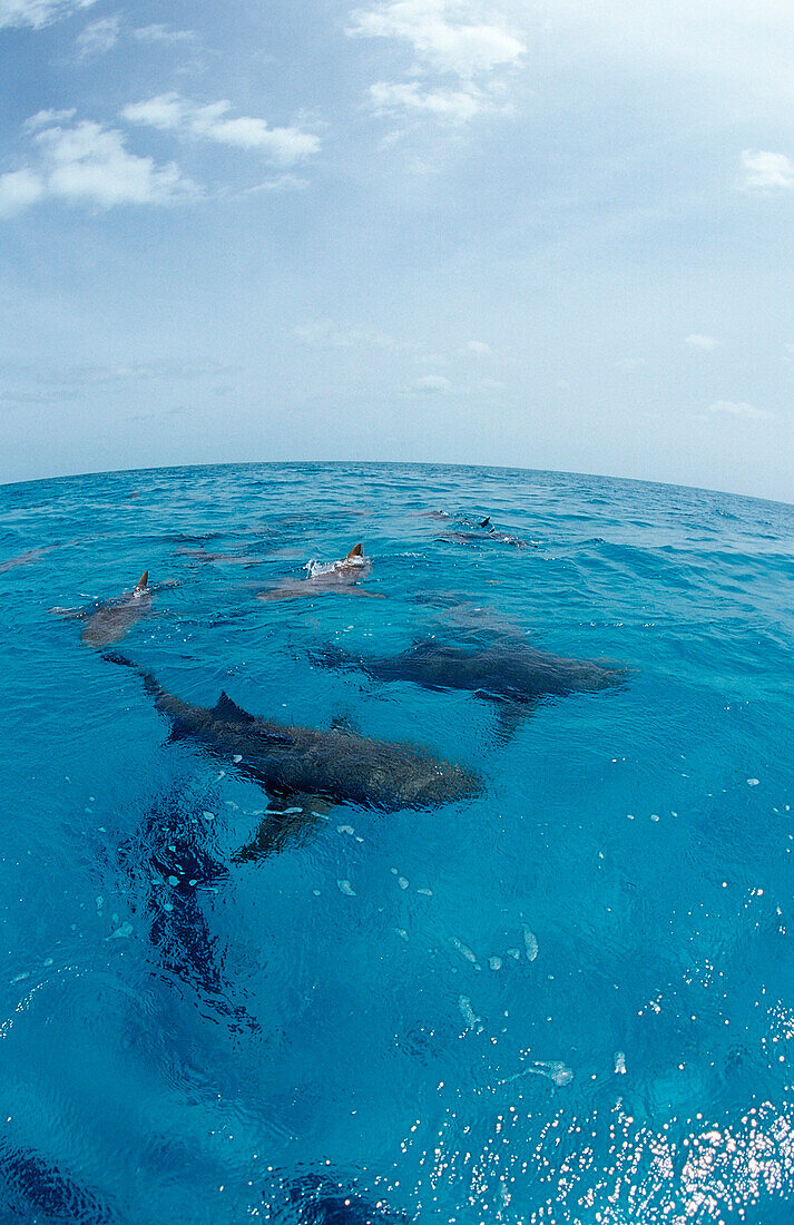 Lemon Sharks on the surface, Negaprion brevirostris, Bahamas, Atlantic Ocean