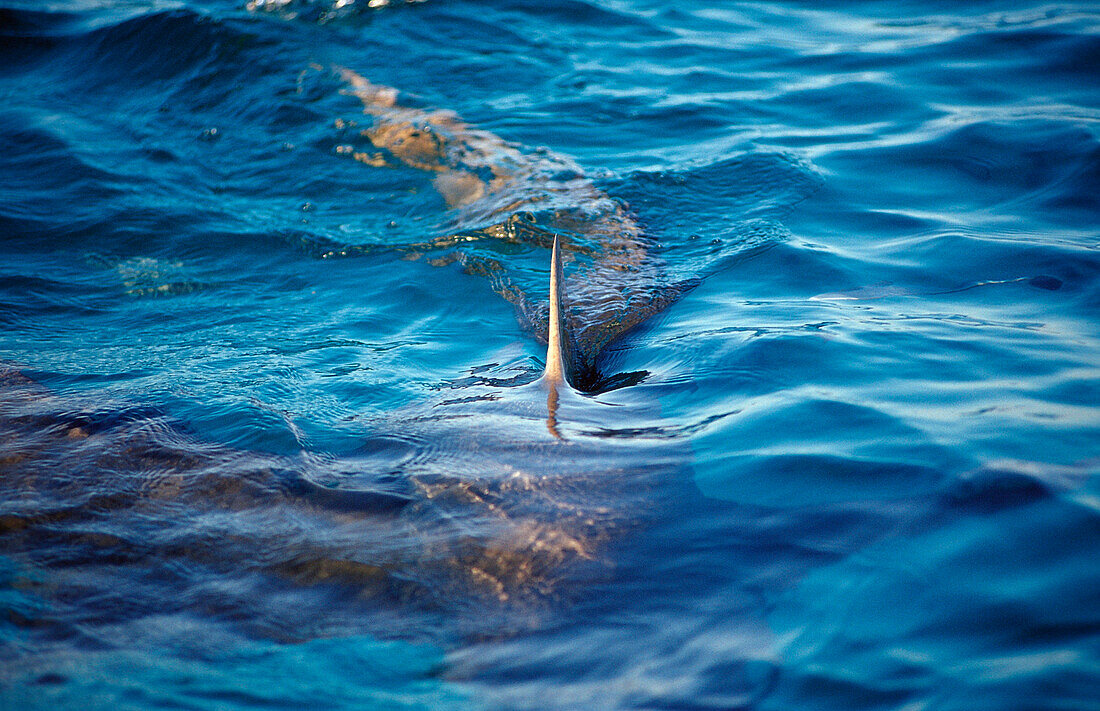 Lemon Shark on the surface, shark fin, Negaprion brevirostris, Bahamas, Atlantic Ocean