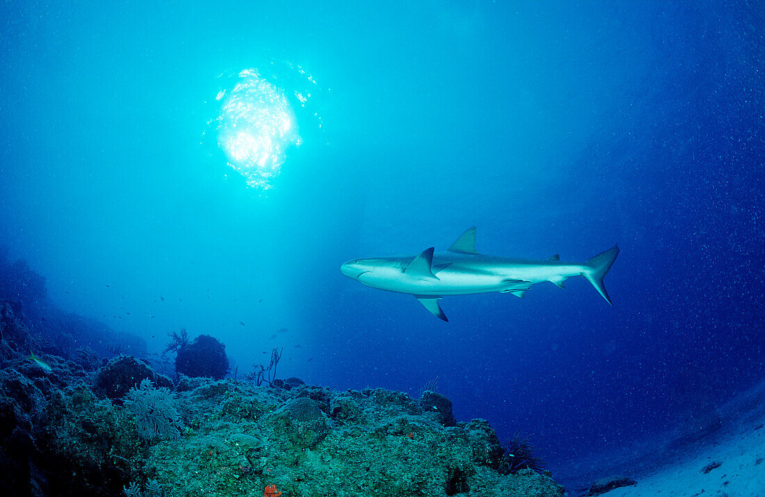 Karibischer Riffhai, Carcharhinus perezi, Bahamas, Atlantischer Ozean