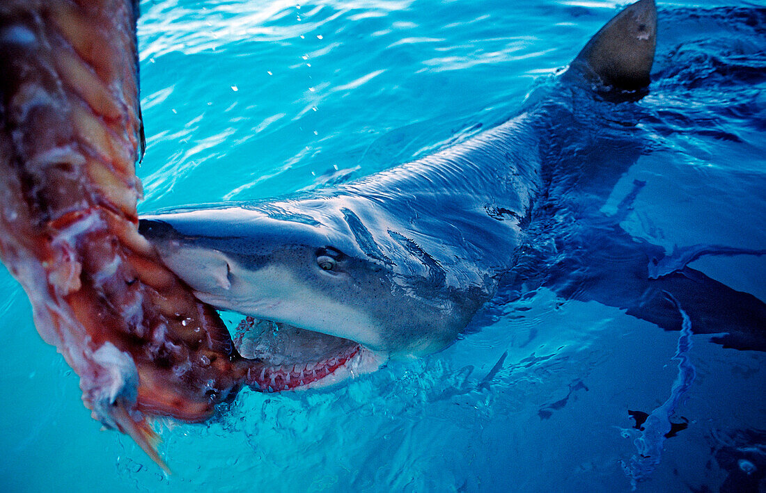 Biting Lemon Shark on the surface, Negaprion brevirostris, Bahamas, Atlantic Ocean