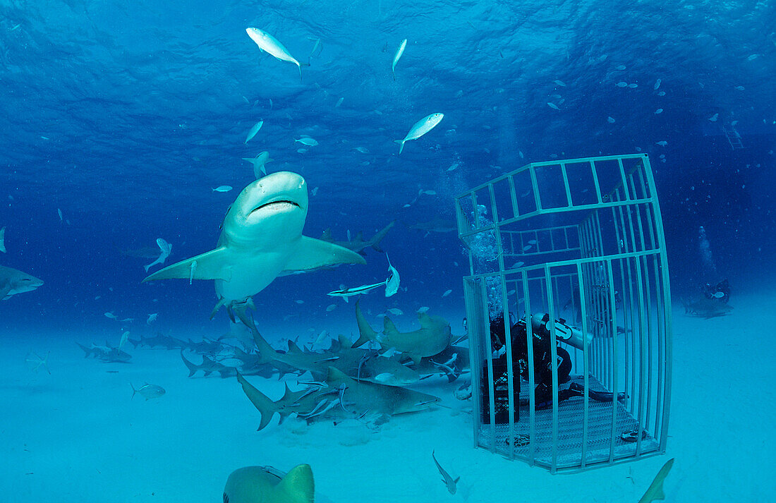 Zitronenhaie und Taucher im Haikaefig, Negaprion brevirostris, Bahamas, Grand Bahama Island, Atlantischer Ozean