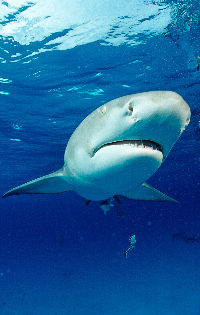 Lemon Shark, Negaprion brevirostris, Bahamas, Grand Bahama Island, Atlantic Ocean