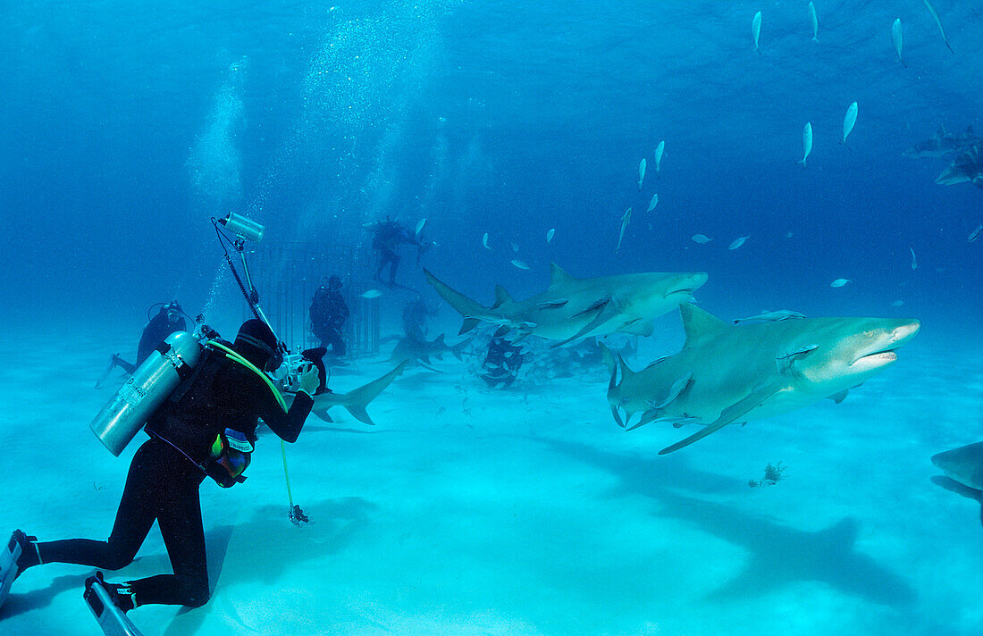 Zitronenhaie und Unterwasserfotografen, Negaprion brevirostris, Bahamas, Grand Bahama Island, Atlantischer Ozean
