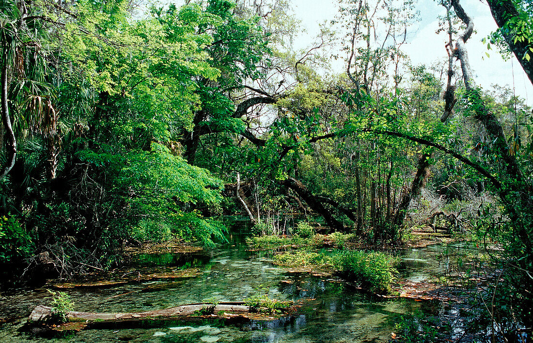 Rainbow River Quelle,  USA, Florida