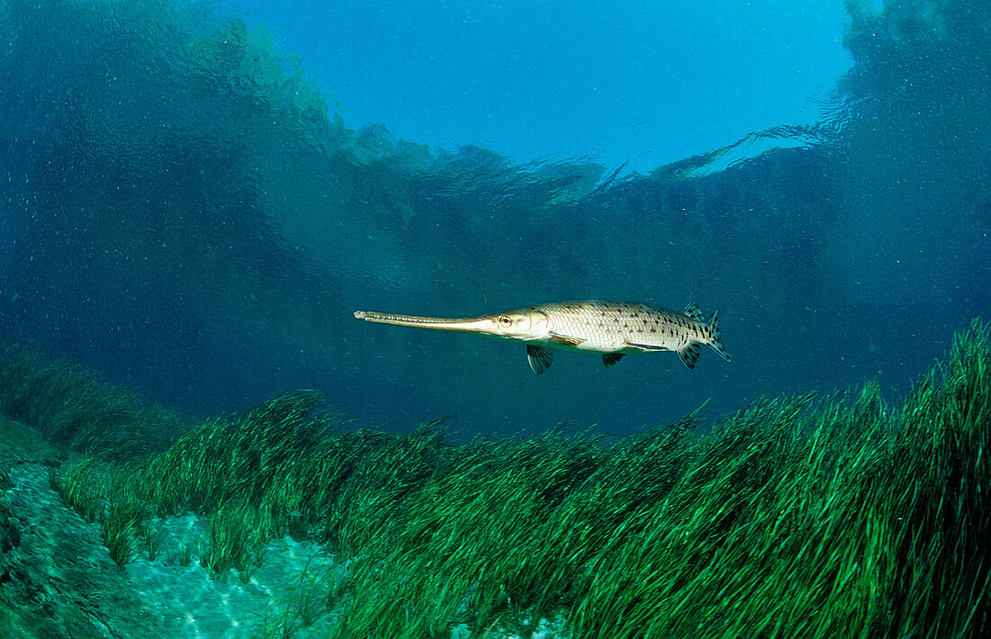 Langnasen-Knochenhecht, Lepisoteus osseus, USA, Florida, FL