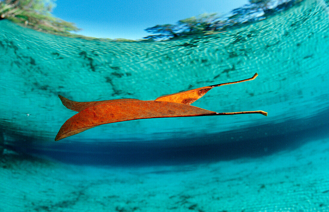 Blattspiegelung an der Wasseroberflaeche, USA, Florida, FL, Crystal River