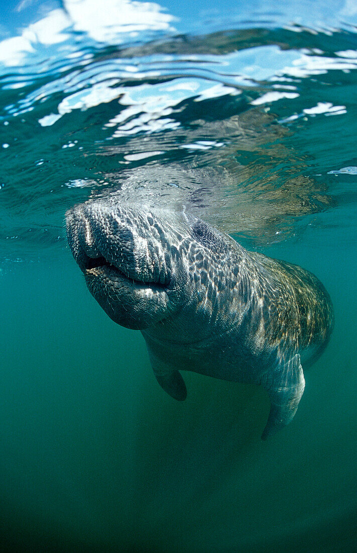 West Indian Manatee, Trichechus manatus latirostris, USA, Florida, FL, Everglades