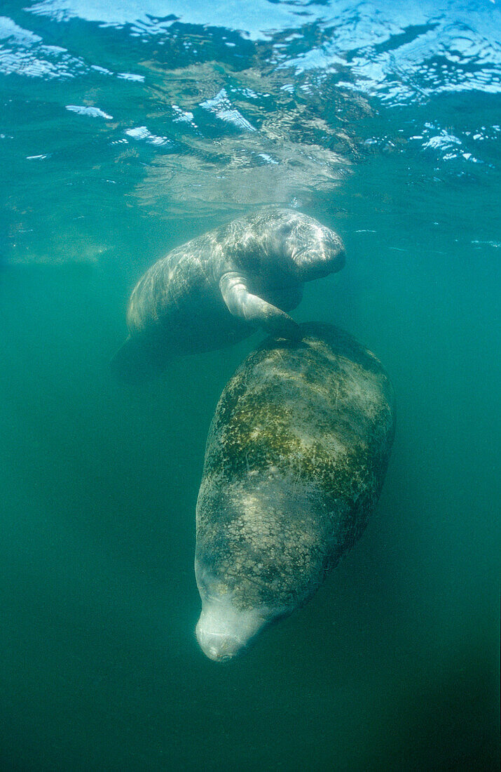 West Indian Manatee, Trichechus manatus latirostris, USA, Florida, FL, Everglades