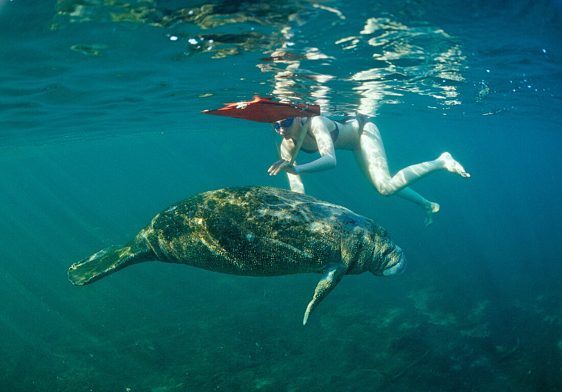 West Indian Manatee and scin diver, Trichechus manatus latirostris, USA, Florida, FL, Crystal River