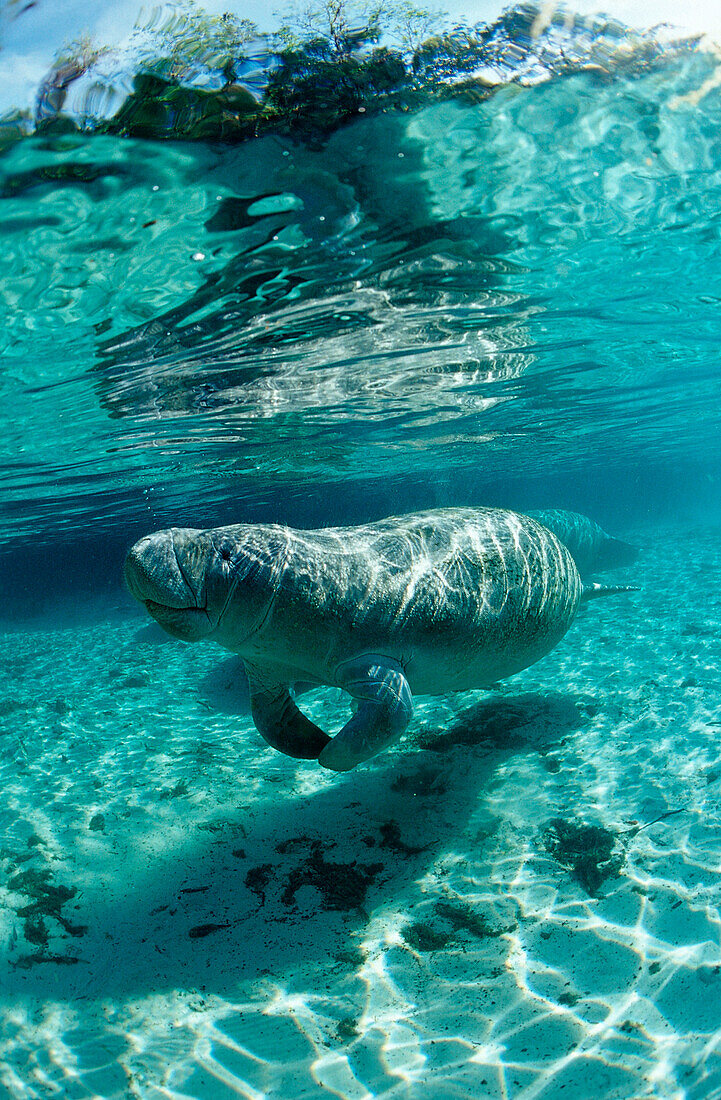 West Indian Manatee, Trichechus manatus latirostris, USA, Florida, FL, Crystal River