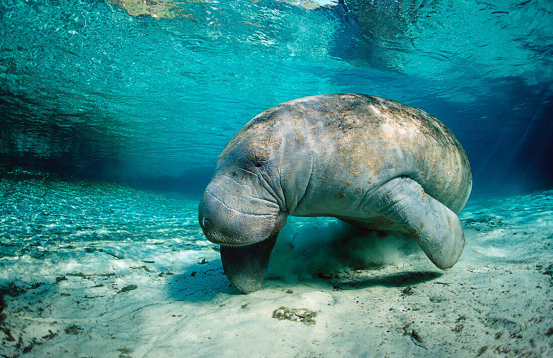 West Indian Manatee, Trichechus manatus latirostris, USA, Florida, FL, Crystal River