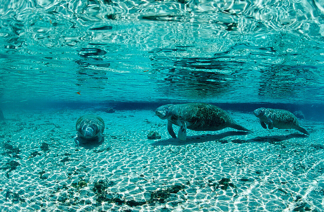 West Indian Manatee, Mother and calf, Trichechus manatus latirostris, USA, Florida, Crystal River