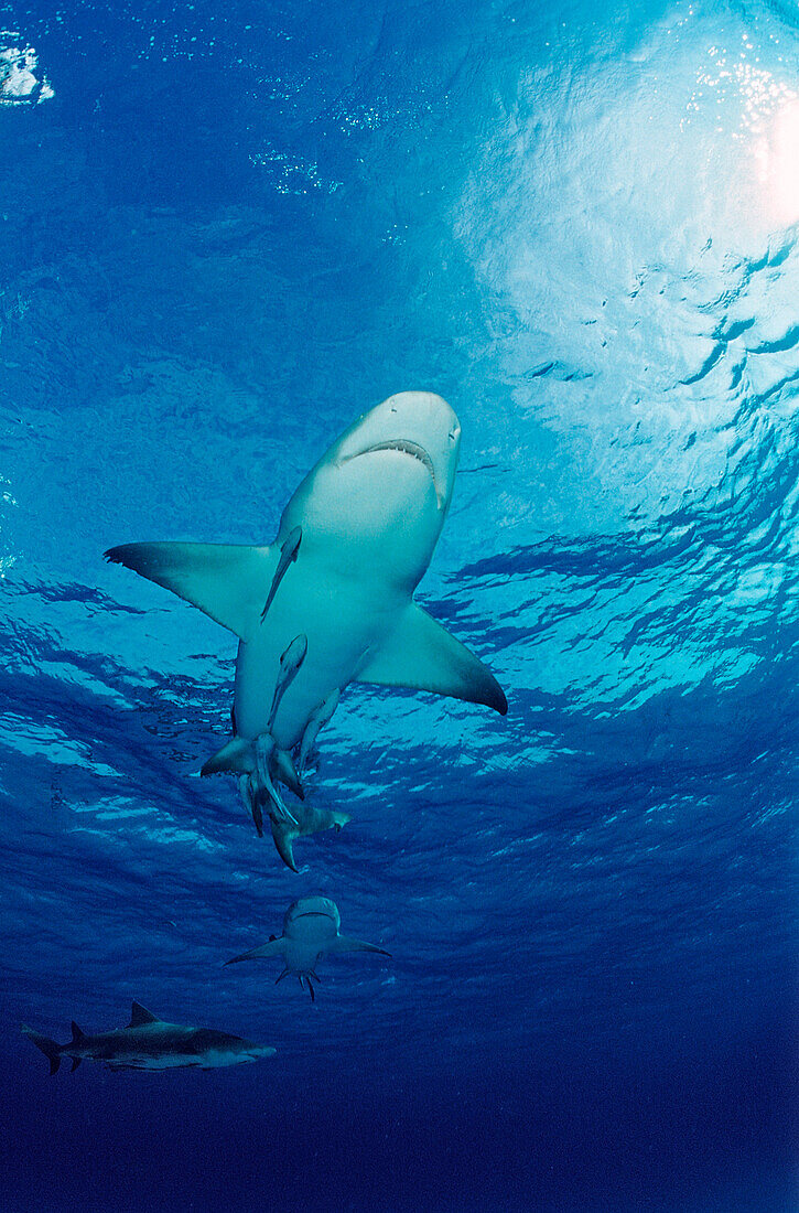 Lemon Shark, Negaprion brevirostris, Bahamas, Grand Bahama Island, Atlantic Ocean