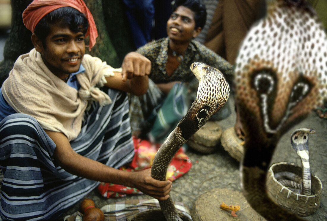 Schlangenbeschwörer mit Kobra Schlangen, Perahera Fest, Kandy, Sri Lanka, Asien