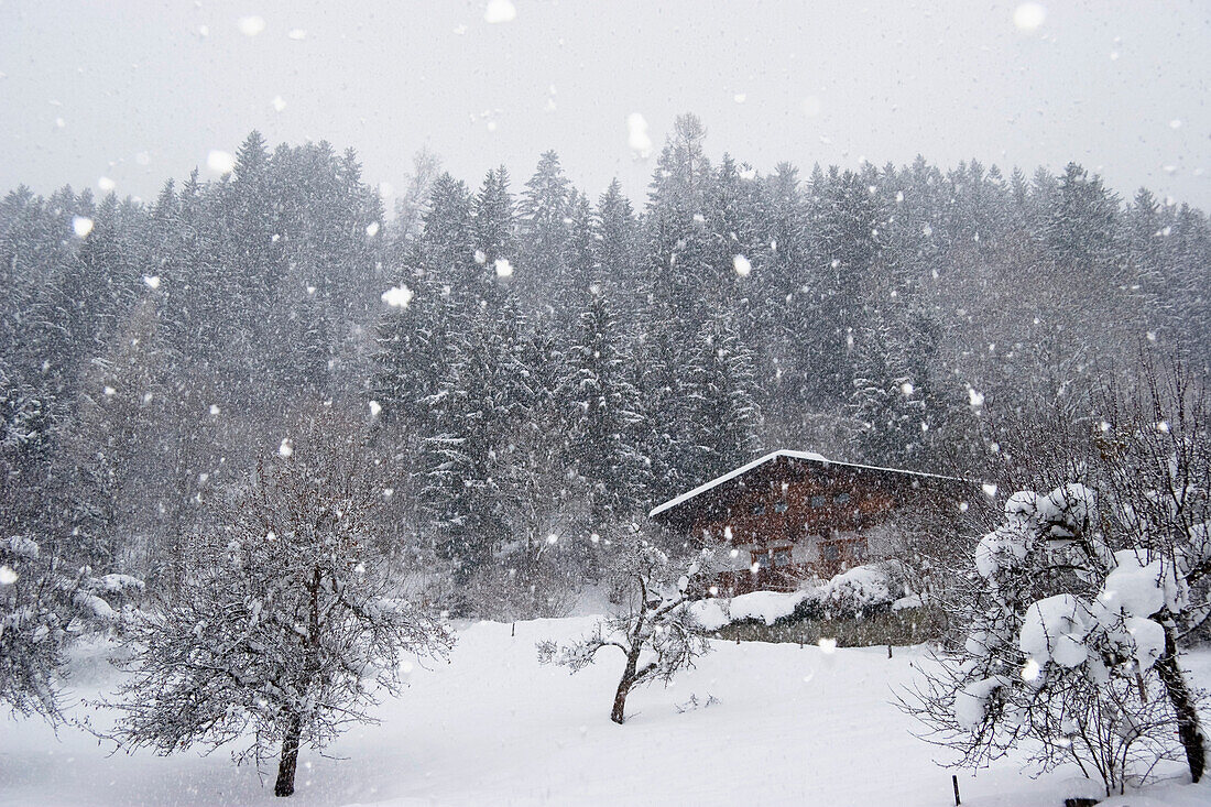 Haus im Schneegestöber, Alpen, Österreich