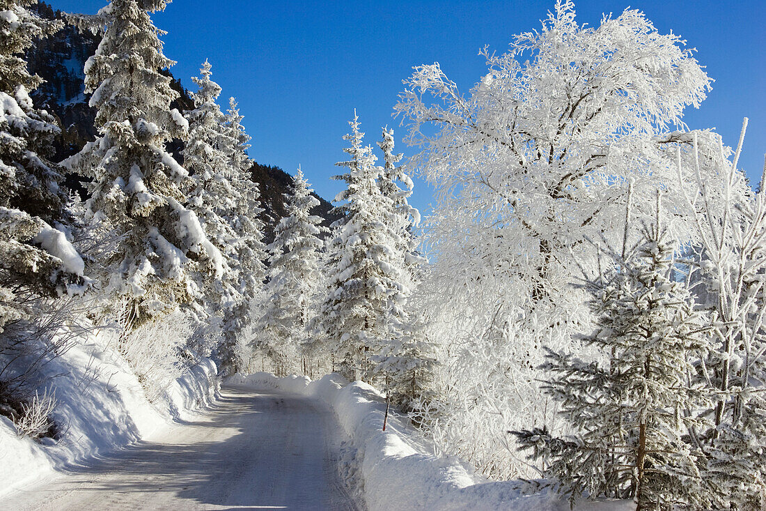 Straße führt durch Winterlandschaft, Oberbayern, Deutschland