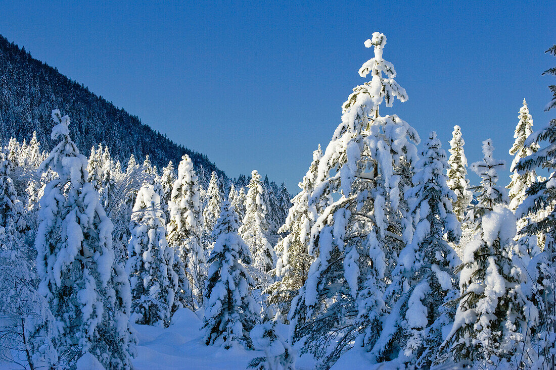 Verschneite Fichten, Winterlandschaft in den Bayerischen Alpen, Oberbayern, Deutschland