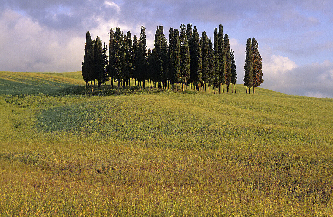 Tuscan landscape near San Quirico d Orcia. Italy