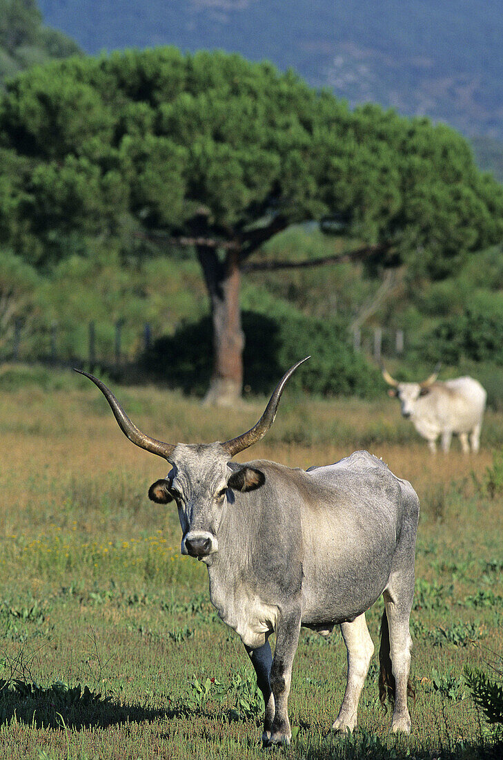 Cows, Maremma Natural Park. Tuscany, Italy