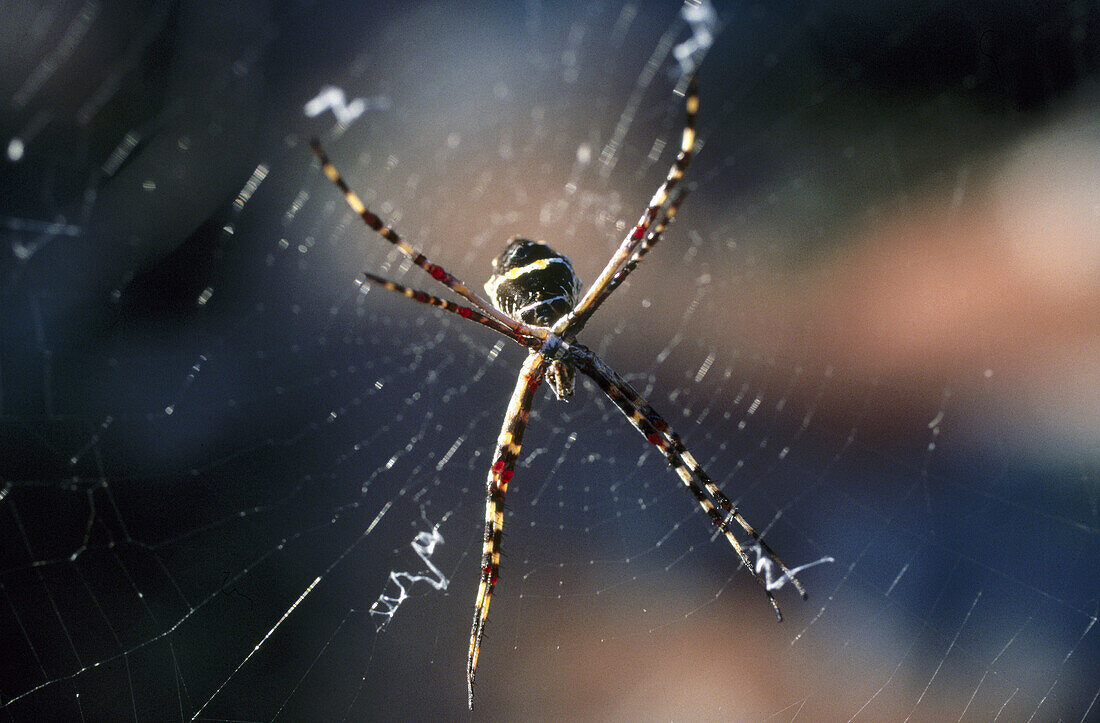 Spider web. Bahoruco. Dominican Republic