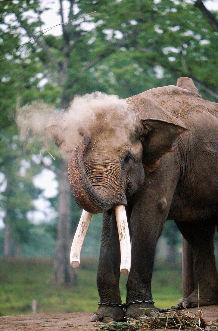 Asiatic elephant (Elephas maximus). Chitwan national park. Nepal